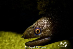 Golden morey eel with Retra snoot 
Z330 with color
Niko... by Magali Marquez 